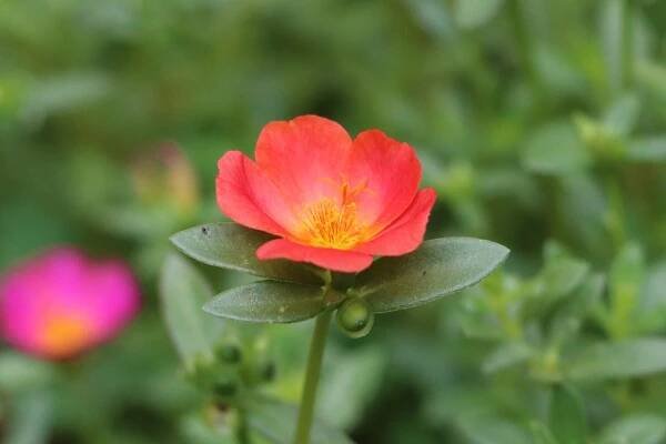 Portulaca, a simply magnificent succulent
