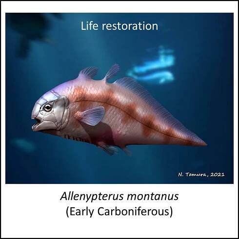 Coelacanth stem group