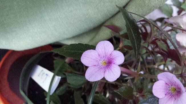 Achimenes