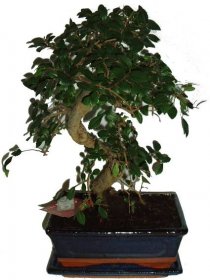 Zelkova 295 - pokojové bonsaje