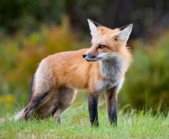 Fuchs