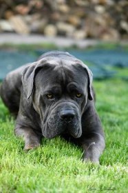 Cane Corso Dog Coughing: Causes, Treatment, Symptoms And More