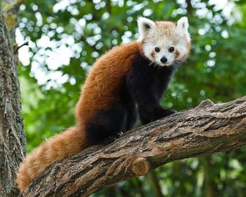 Panda červená (Ailurus fulgens), nazývaná též panda malá... - dofaq.co