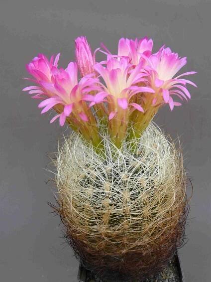 Neoporteria nidus var. gerocephala