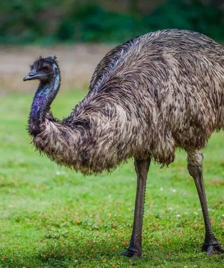 Emu - Farma of Rhodes