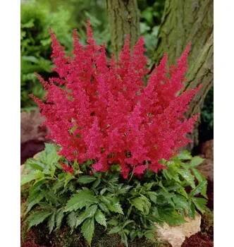 Lukon Glads Astilbe japonica VESUVIUS - čechrava