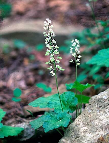 East Coast wildflowers