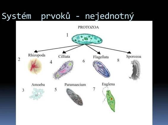PPT - Prvoci = Protozoa = Protista PowerPoint Presentation, free download - ID:3778151