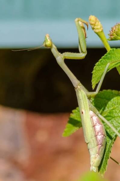 Praying Mantis