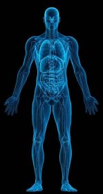 rentgen lidského těla - lidský vnitřní orgán - stock snímky, obrázky a fotky