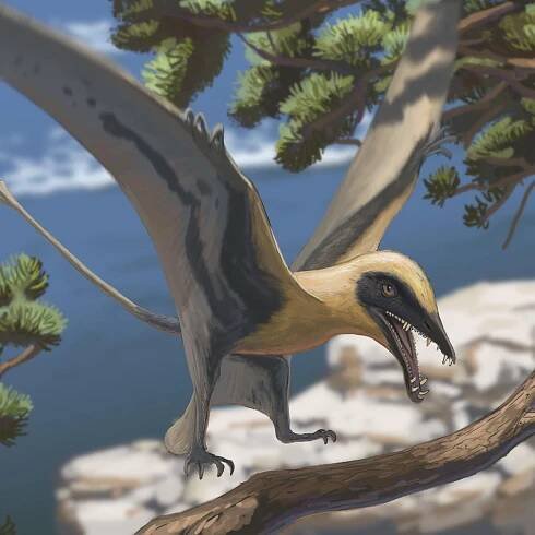 Rheinland-Pfalz, Bollendorf: Die Rekonstruktion zeigt, wie der Flugsaurier Eudimorphodon ausgesehen haben könnte.
