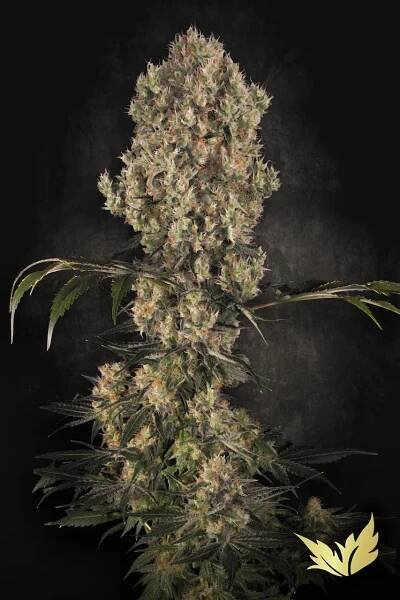 White-Berry-Paradise-Seeds 2025