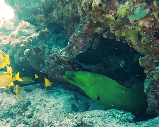 Eel at Alligator Reef