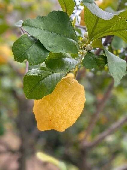 Tour of Lemons in Sorrento - Tour of the citrus grove by La limonaia Sorrento