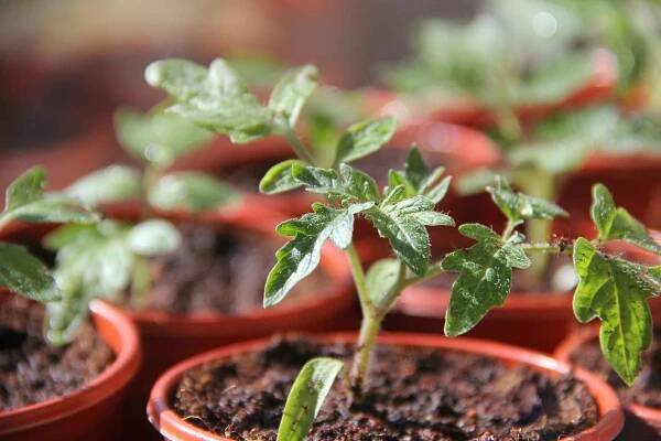tomato seedlings