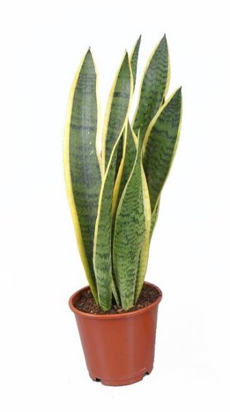 Royal Lemkes Tchýnin jazyk (Sansevieria trifasciata) cca pr. 10,5 cm