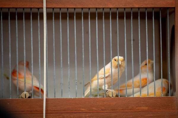 OBRAZEM: Chovatelská vášeň aneb Davové šílenství na fauna trzích
