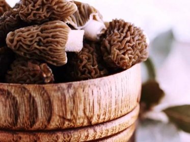 Why Are Morel Mushrooms So Expensive?