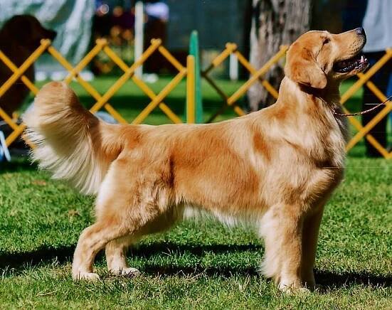 GRCA Hall of Fame Award Requirements - Golden Retriever Club of America