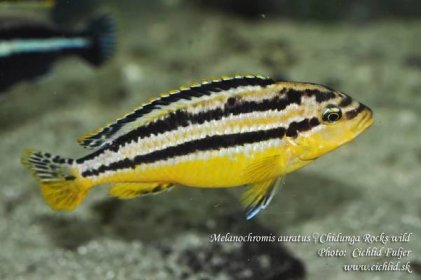 Melanochromis auratus 'Maleri Island' / Doručíme do 24hod