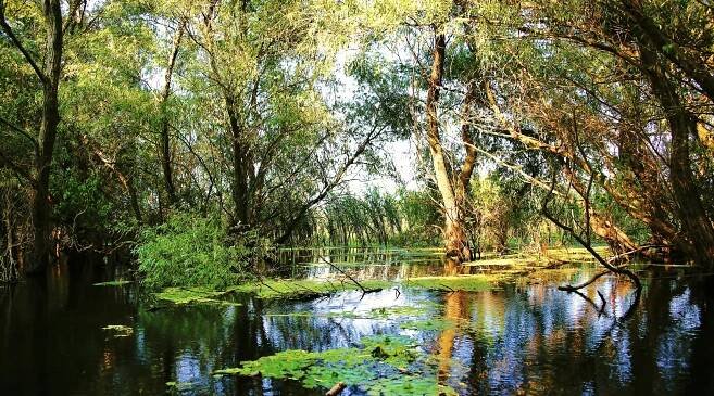 Soubor:Mysterious Danube Delta - Misterioasa Delta Dunarii - panoramio.jpg – Wikipedie