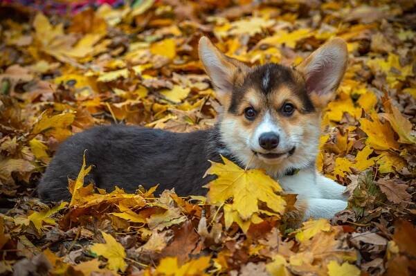 Welsh Corgi Pembroke, Corgi, Pes
