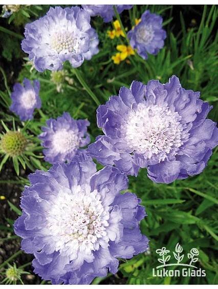 Scabiosa caucasica PERFECTA MID BLUE - hlaváč kavkazský - Lukon Glads s.r.o.