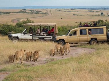 Safari-goers watch a pride of lions in the Maasai Mara, a famous game reserve in Kenya. Credit: Ray in Manila, CC BY 2.0 via Wikimedia Commons