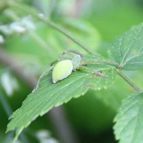 Maloočka smaragdová (Micrommata virescens)