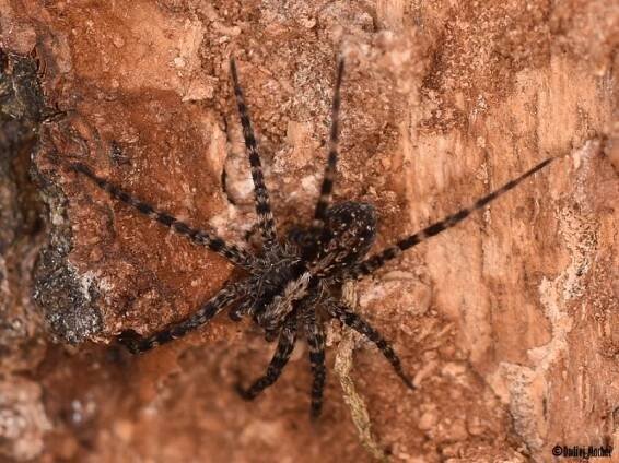 Acantholycosa lignaria - slíďák dřevomilný | Lycosidae - slíďákovití | Natura Bohemica