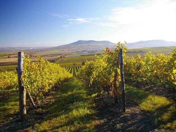 Vinice