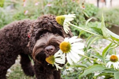 You'll Need to Know This First Aid if Your Dog Eats a Plant