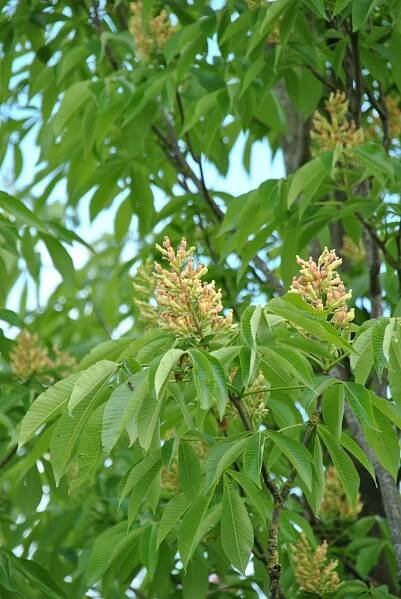 Aesculus flava 'Vestita'