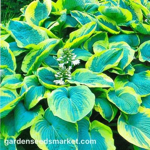 Hosta, Plantain Lily Francess Williamsová - květinové cibulky / hlíza / kořen