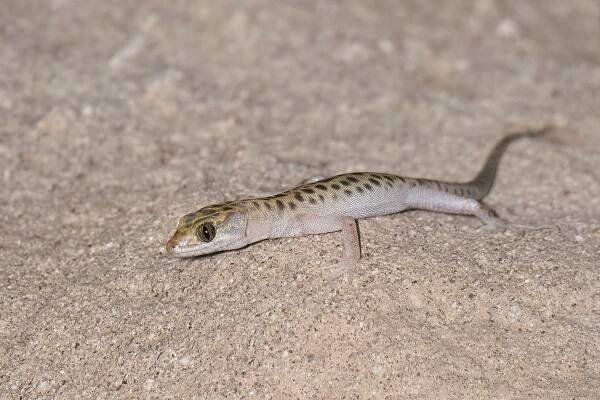Sandstone night lizard