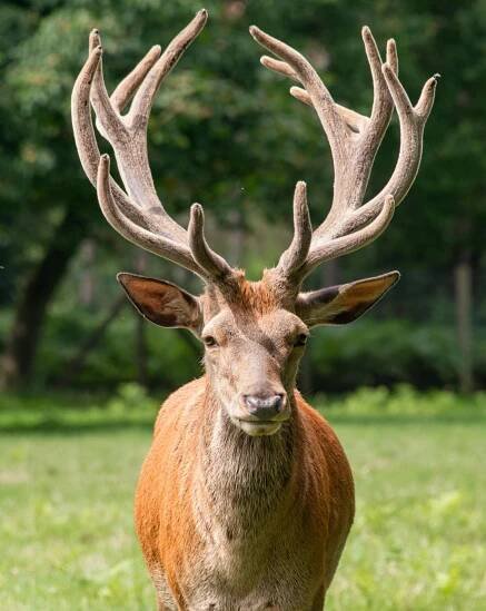 Základová fotografie na téma antilopy, býložravec, dama dama, divočina, divoké zvíře, divoký, evropský jelen, fauna, flekatý