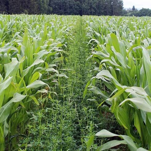 Netradiční druhy pícnin k produkci bioplynu - Články - Agromanuál.cz