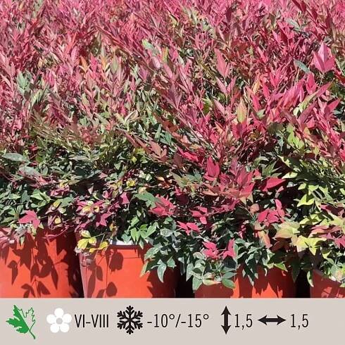 Nandina domestica Obsessed