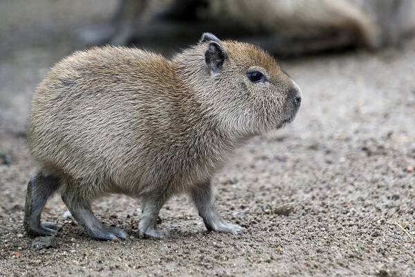 Jedenáctý přírůstek. V zoo vyrůstá mládě největšího hlodavce a milovníka vody