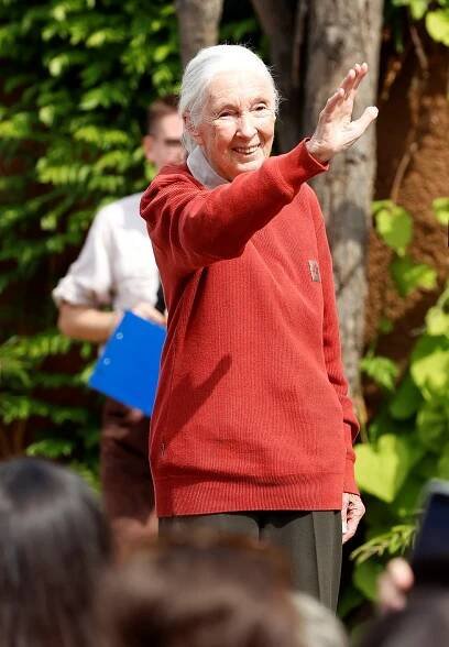 Zemřela Jane Goodallová (†91): Slavná bioložka zasvětila život šimpanzům