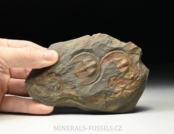 trilobit Declivolithus titan | minerals-fossils.cz