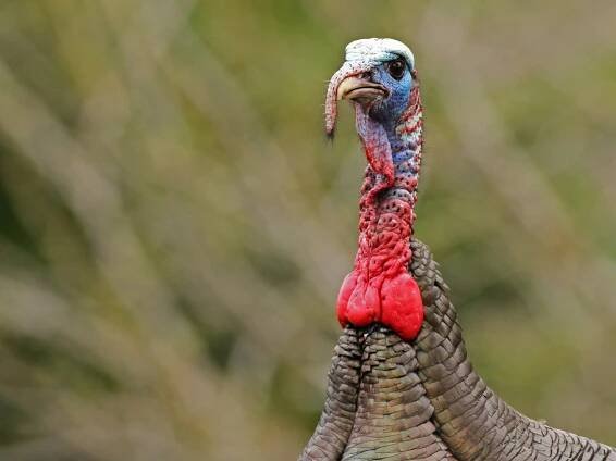 Turkey Talk and Turkey Towns - Morris County Tourism Bureau