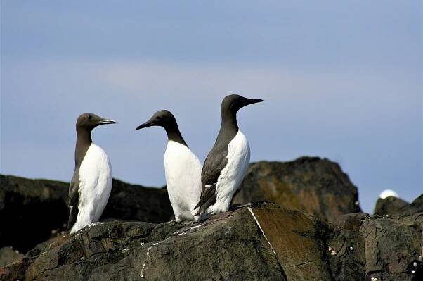 Saving Scotland’s Seabirds: A Call to Action - Scotlink