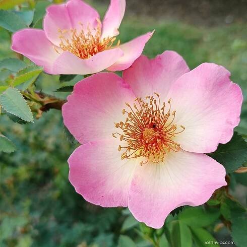Růže Frülingsmorgen - Sadové růže (Rosa), květy, květenství