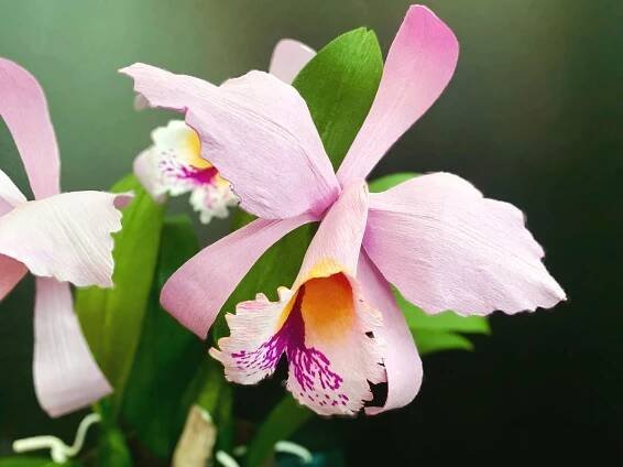 Paper Cattleya Orchid - Online Course — yiyagami