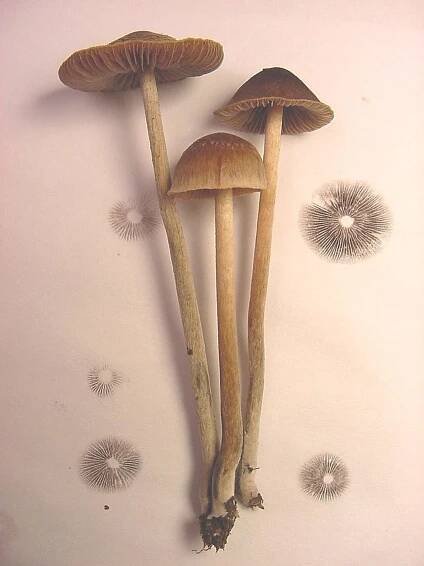 Lysohlávka druhu Psilocybe.tampanensis