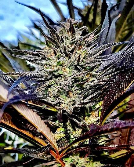 Joker’s Wild [Feminized]