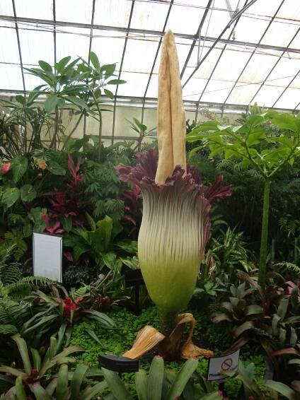 Soubor:Titan Arum, Royal Botanic Gardens, Melbourne, Victoria, Australia.JPG – Wikipedie