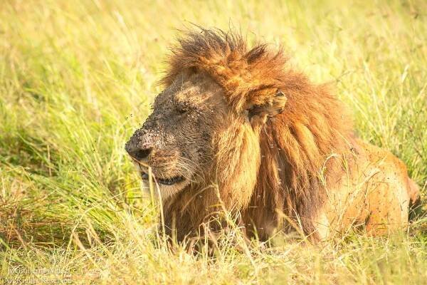 Masai_Mara-0737.jpg