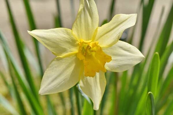 narcis, do žluta, květiny, okvětní lístky, zblízka, příroda, Narcis, list, jaro, zahrada